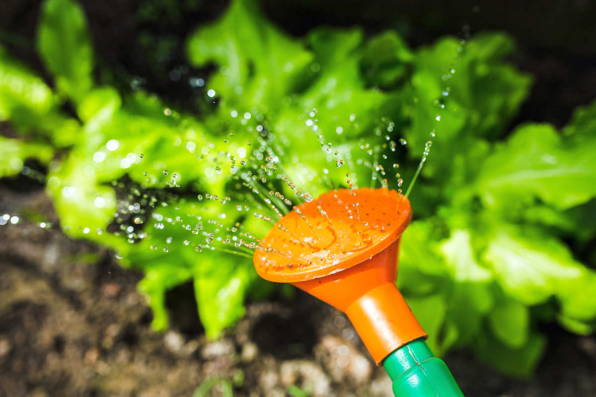 Watering plants with watering can | Plants And Alkaline Water | why do plants need water