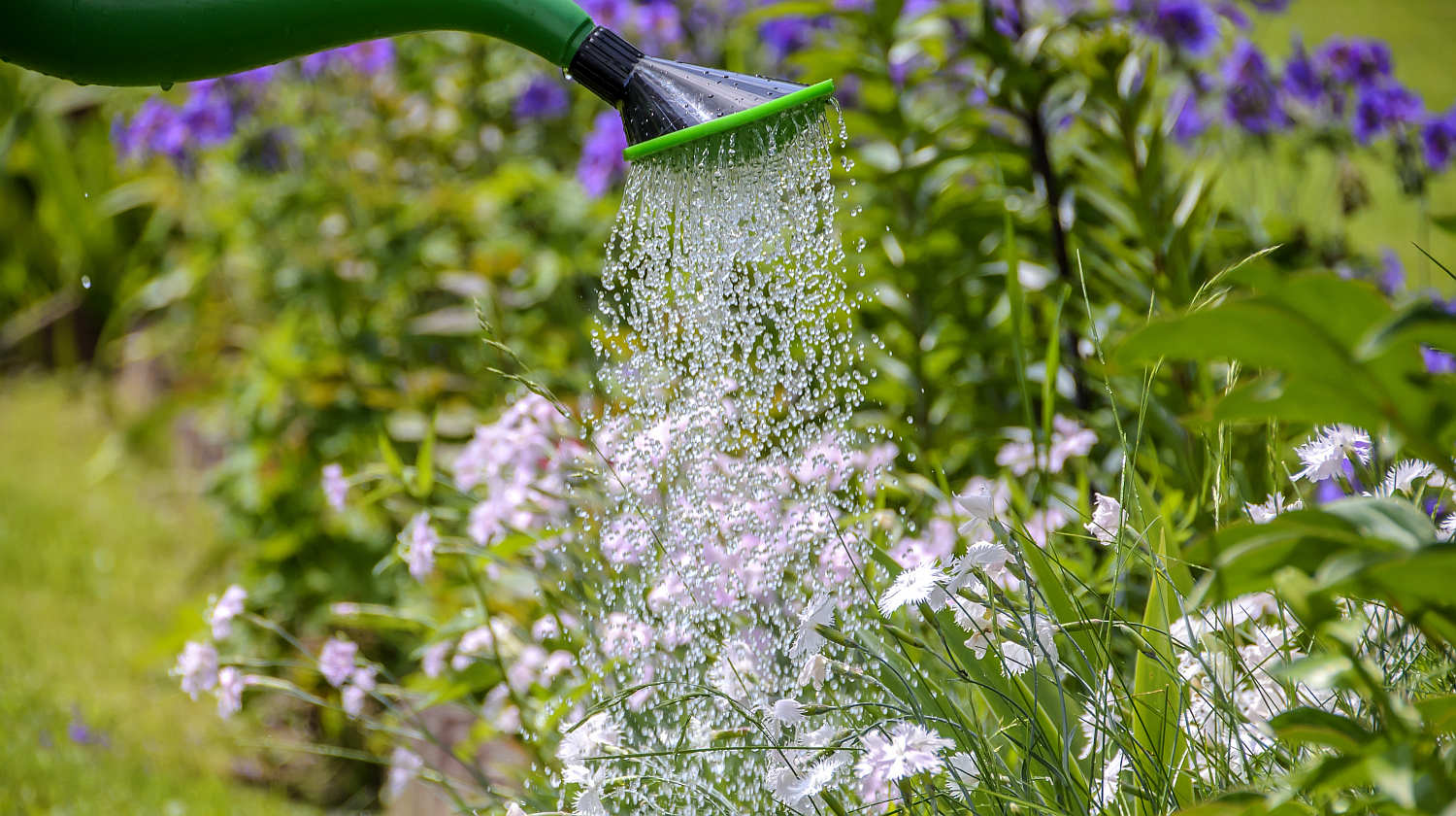 Feature | White petal flower sprinkled with water in green water sprinkler | Plants And Alkaline Water | why do plants need water