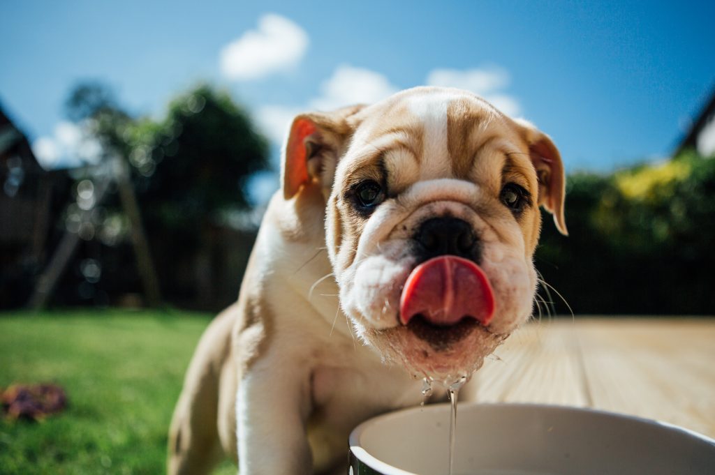Let's discuss the doggone truth about pets and alkaline water.
