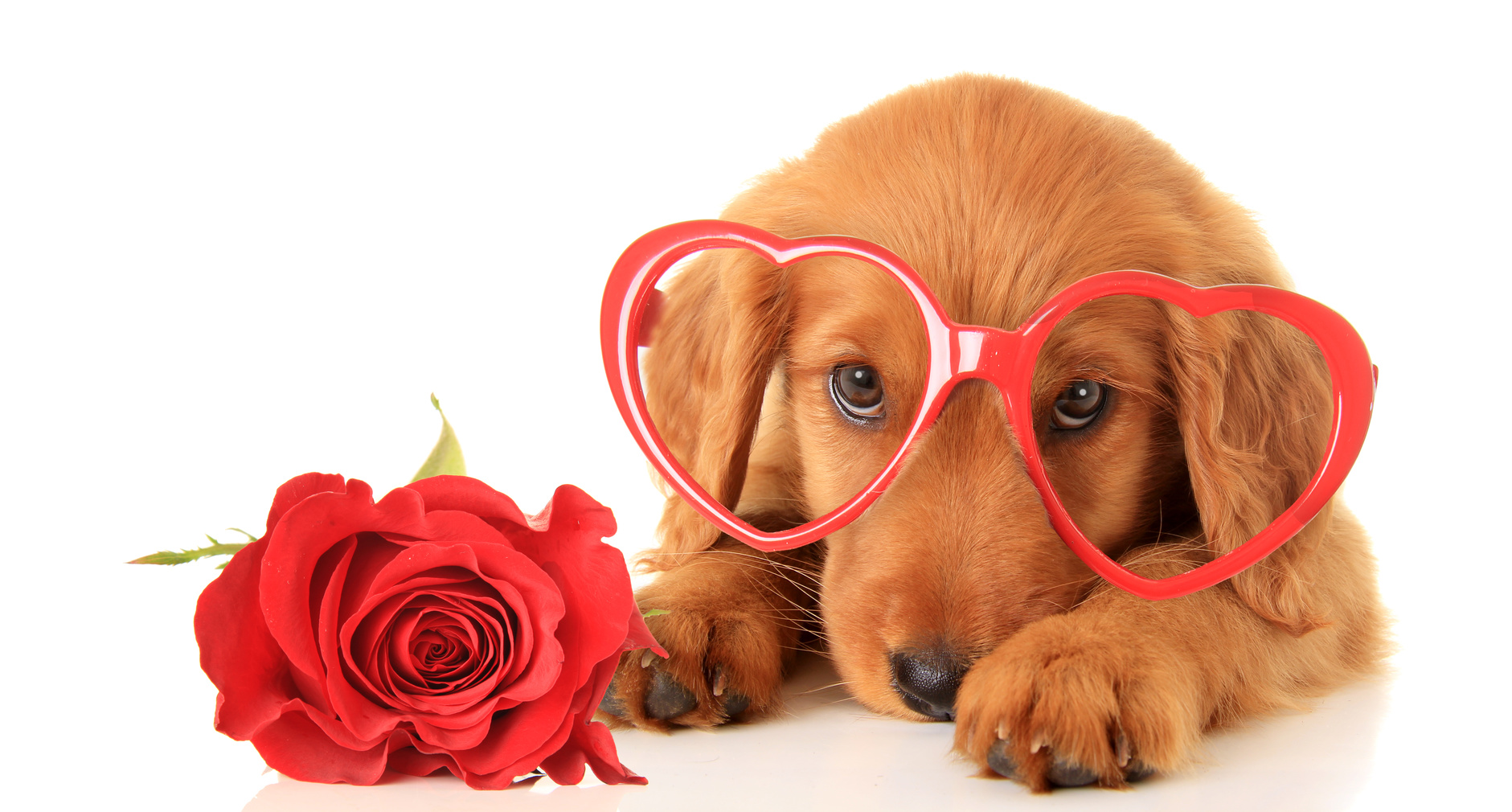 Valentine puppy