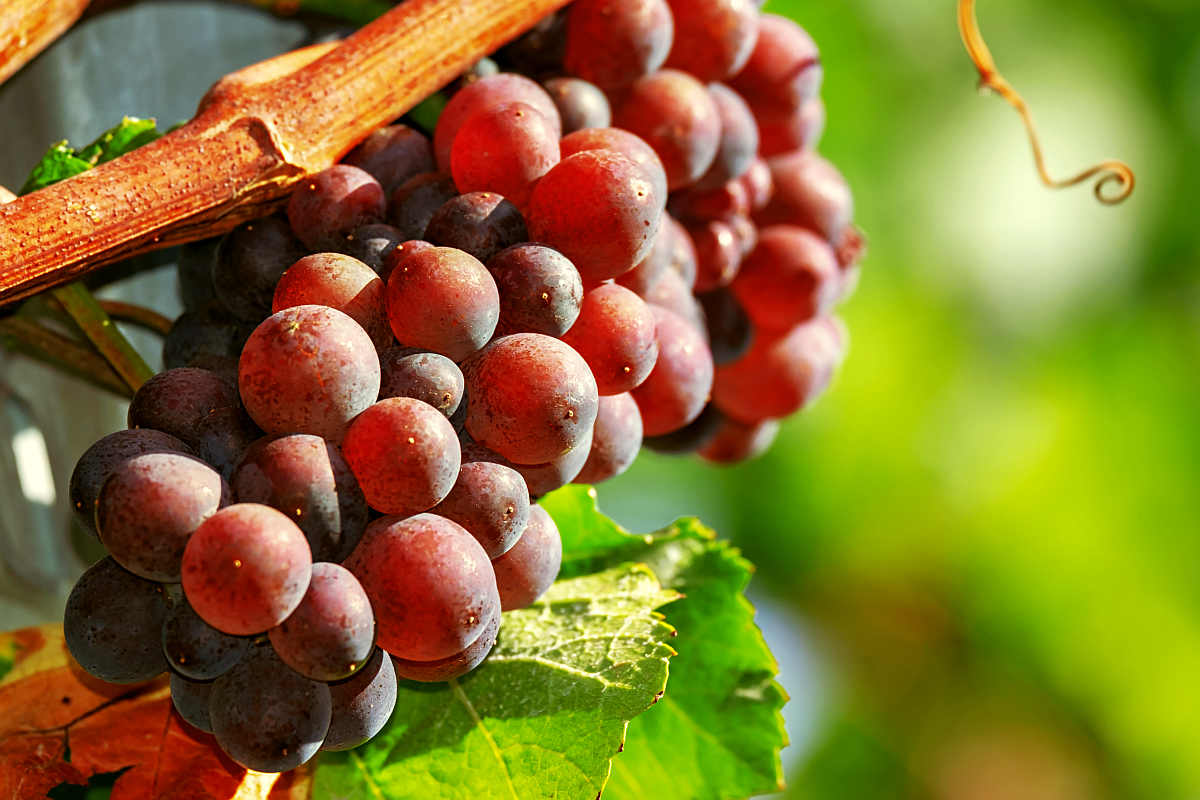 Grapes fruit red ripe sweet | Fruits and Veggies That Can Keep You Hydrated