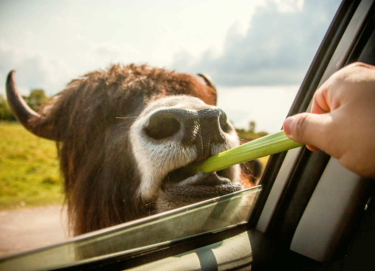 Person feeding vegetable on brown animal | Fruits and Veggies That Can Keep You Hydrated