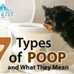 What Are the 7 Types of Poop?