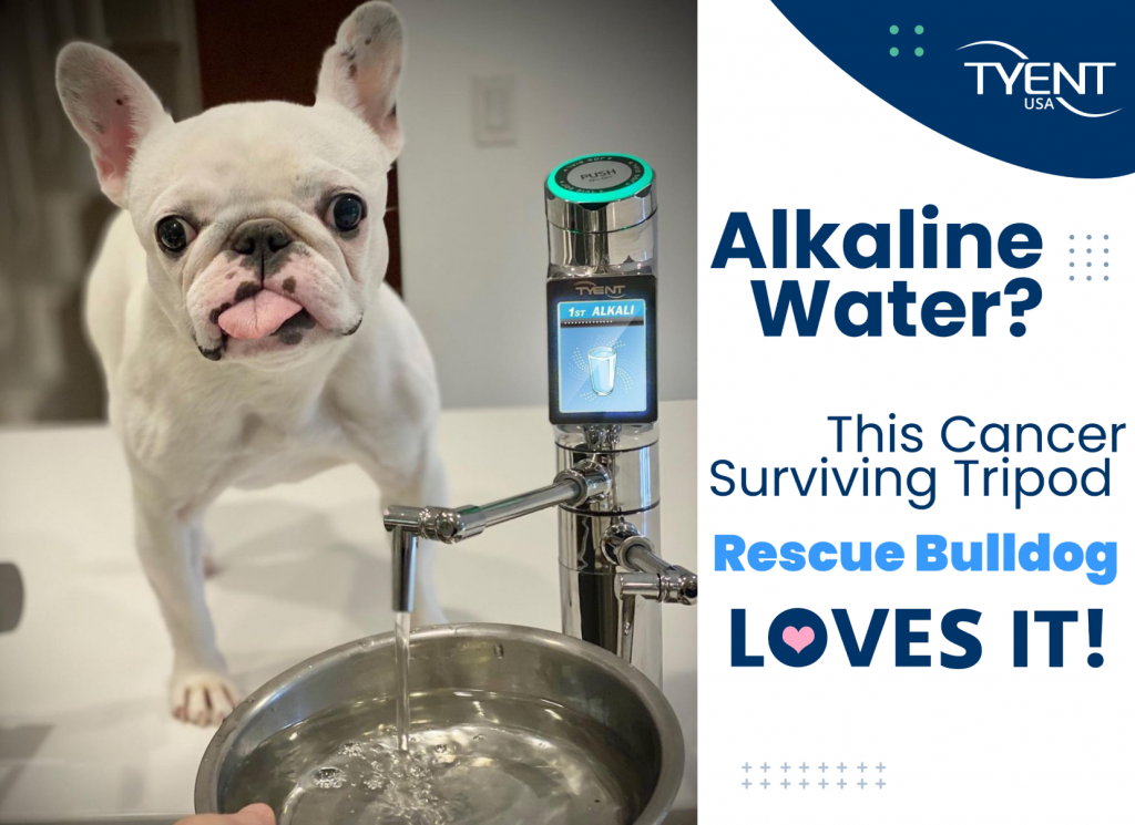 Cancer Surviving Tripod Rescue Bulldog Loves Alkaline Water