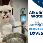 Alkaline Water? This Cancer Surviving Tripod Rescue Bulldog Loves It!