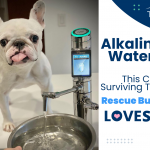 Cancer Surviving Tripod Rescue Bulldog Loves Alkaline Water