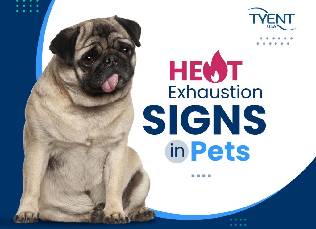 Heat Exhaustion Signs in Pets Summer Pet Safety Tips TyentUSA Water