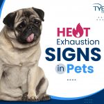 Heat Exhaustion Signs in Pets - Summer Pet Safety Tips