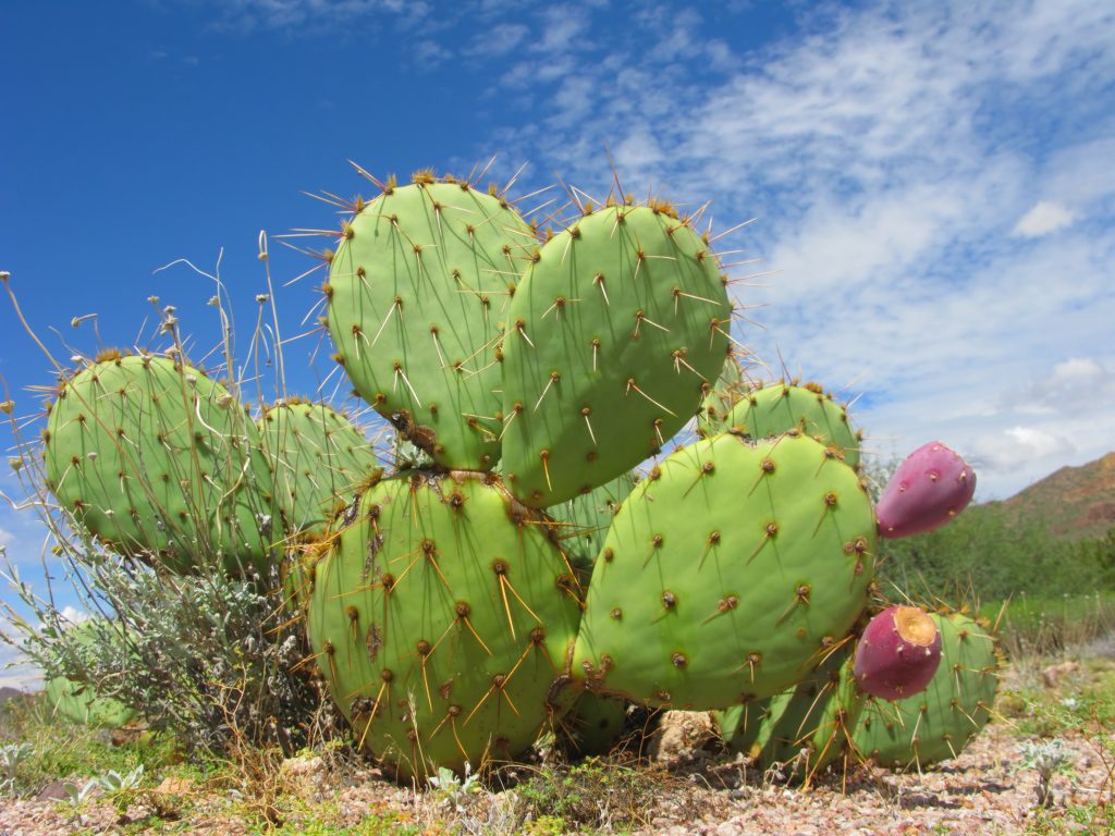 Water Technology –  Do Cacti Have the Answers?