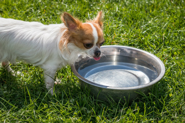 Pets and Alkaline Water
