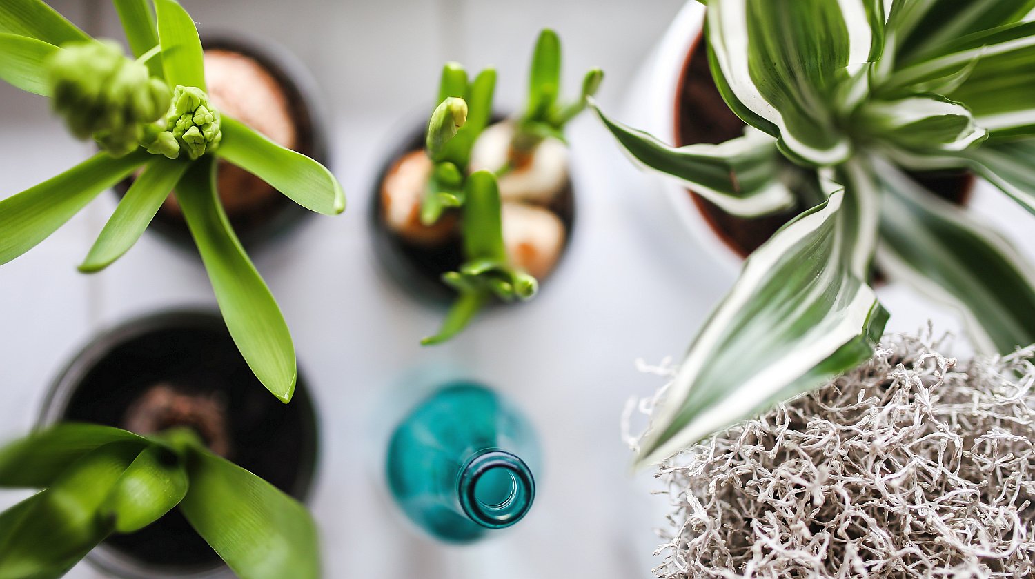 Air Purifier | 4 Ways To Purify Indoor Air Naturally