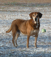 Our Dog Red Water Ionizer Testimonial